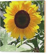 The Sunflower Wood Print