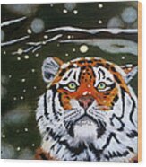 The Tiger In Winter Wood Print