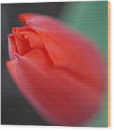 The Tip Of The Tulip Wood Print