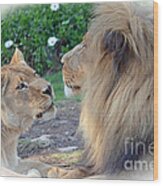 The Two Love Birds Lion And Lioness Wood Print
