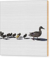 The Ugly Duckling Wood Print