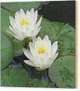 The Water Lilies Collection - 07 Wood Print