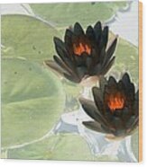 The Water Lilies Collection - Photopower 1039 Wood Print