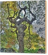 The Witches Tree Wood Print