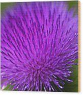 Thistle Flower Wood Print