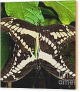 Thoas Swallowtail Butterflies Mating Wood Print