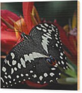 Thoas Swallowtail Butterfly Wood Print