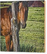 Thompson Park Ranch Horse Wood Print
