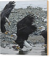 Three Bald Eagles Disputing A Fish Wood Print