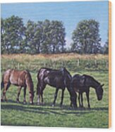 Three Horses In Field Wood Print
