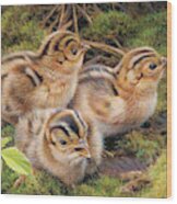 Three Pheasant Chicks In Grass Wood Print