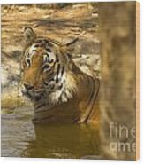 Tiger Bathing In A Pool Wood Print