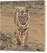 Tiger Coming Close Wood Print