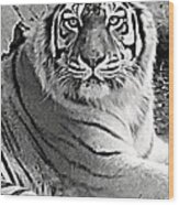 Tiger In Black And White Wood Print