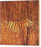 Tiger In Tall Grass Wood Print