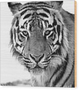 Tiger Wood Print