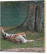 Tiger Nap At Bush Gardens Wood Print