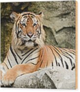 Tiger Wood Print