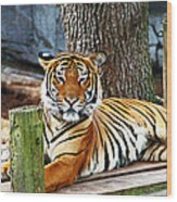 Tiger Portrait Wood Print