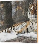 Tiger Relaxing Snow Cover Rock Wood Print