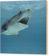 Tiger Shark Wood Print