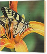 Tiger Swallowtail Butterfly On Daylily Wood Print