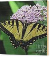 Tiger Swallowtail On Butterfly Bush Wood Print