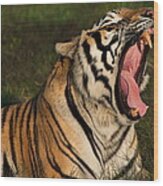 Tiger Teeth Wood Print