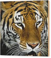 Tiger Tiger Burning Bright Wood Print