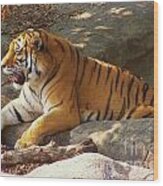 Tiger Tough Wood Print
