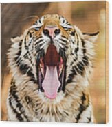 Tiger Yawn Wood Print