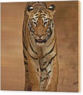 Tigress Walking On Forest Track Wood Print