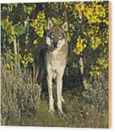 Timber Wolf Among Aspens Idaho Wood Print