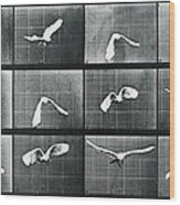 Time Lapse Motion Study Bird Monochrome Wood Print