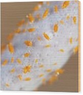 Tiny Marine Isopods On A Sponge Wood Print