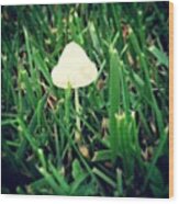 Tiny Mushroom In Grass #mushroom #grass Wood Print