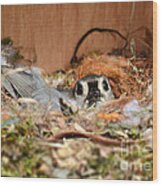 Titmouse Nesting Wood Print