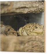 Toad In The Hole Wood Print