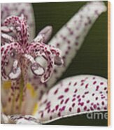 Toad Lily In Autumn Wood Print