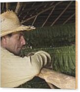 Tobacco Farmer Wood Print