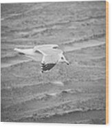 Top Secret Seagull Drone Wood Print