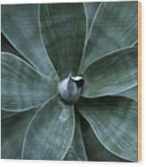 Top View Of Agave Plant Leaves Wood Print