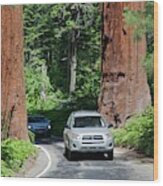 Tourism In Sequoia National Park Wood Print