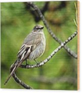 Townsend's Solitaire Wood Print