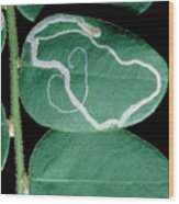 Tracks Of Leaf Miner On Oval Leaf From Rainforest Wood Print