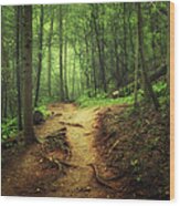 Trail Through The Forest Wood Print