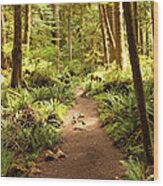 Trail Through The Rainforest Wood Print