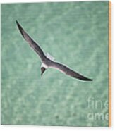 Tranquil Soaring Wood Print