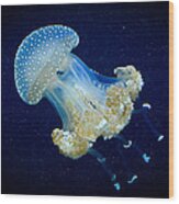 Transparent Blue Jellyfish Wood Print