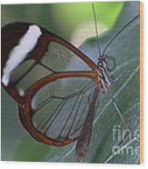 Transparent Butterfly Wood Print